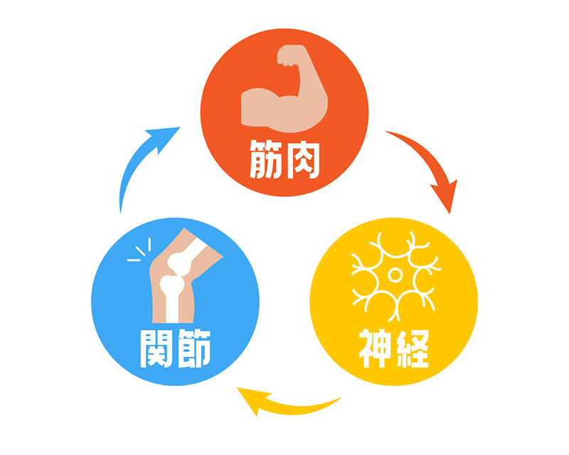 筋力・神経・関節